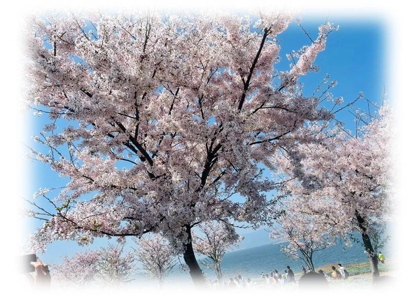 〖暖かなピンクとブルー〗桜とネモフィラ✿❀