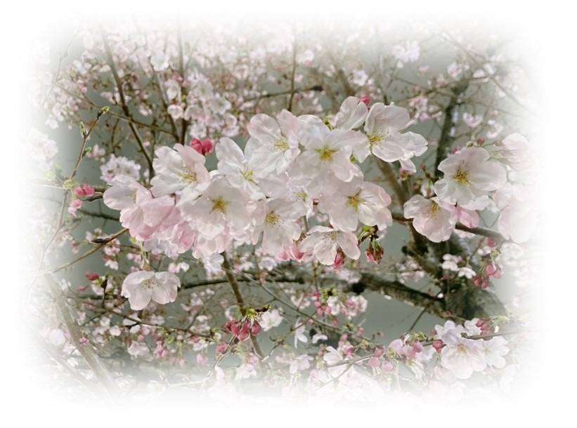 〖私のお花見〗桜が咲き街並みが上品に華やかに
