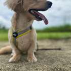 愛犬と心地よく暮らす。新築で取り入れたい「壁の消臭対策」