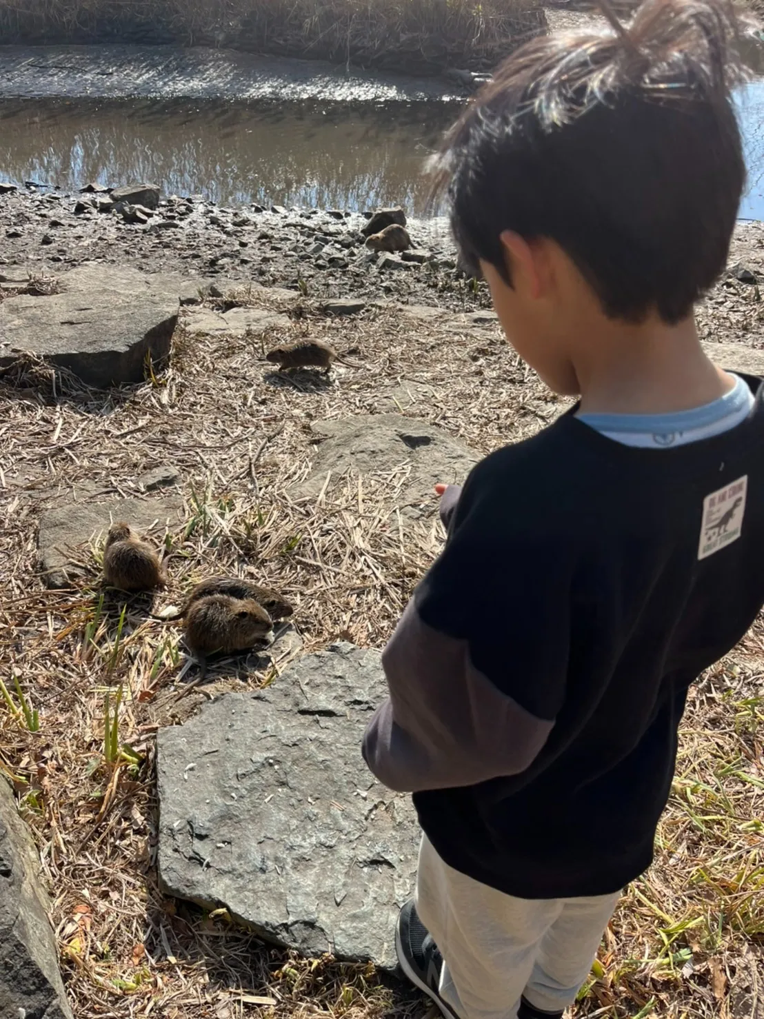 ヌートリアのファミリーin山田池公園