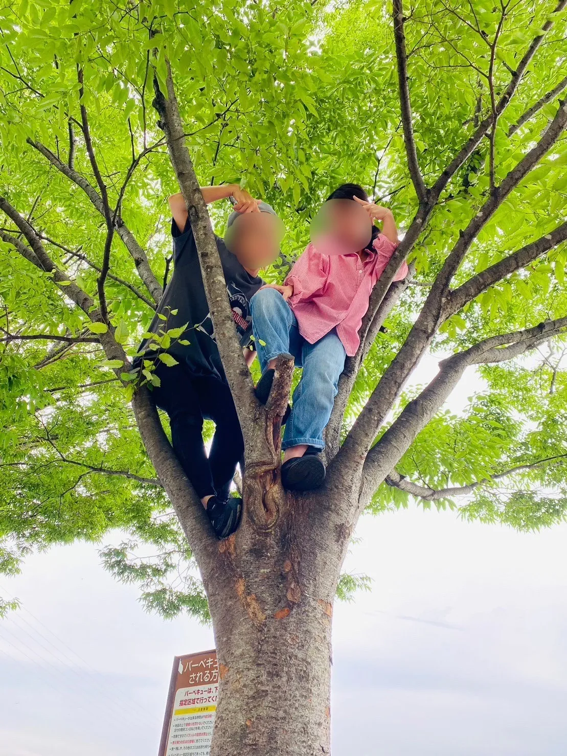 【おばさん】木に登る。