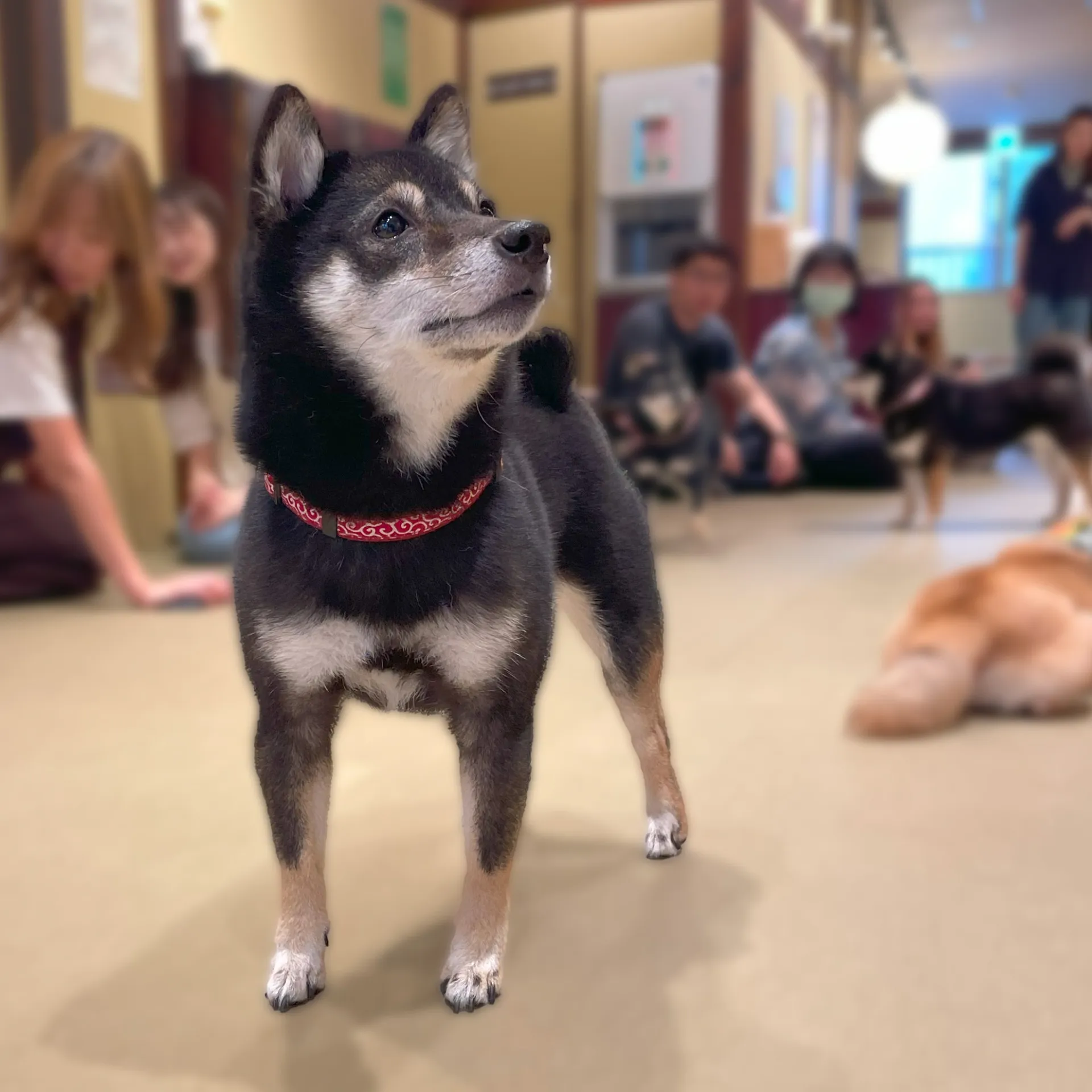 カフェで犬と戯れる30代男性