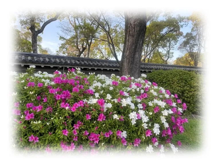 〖恋の花言葉〗ツツジの咲き始め 大阪城